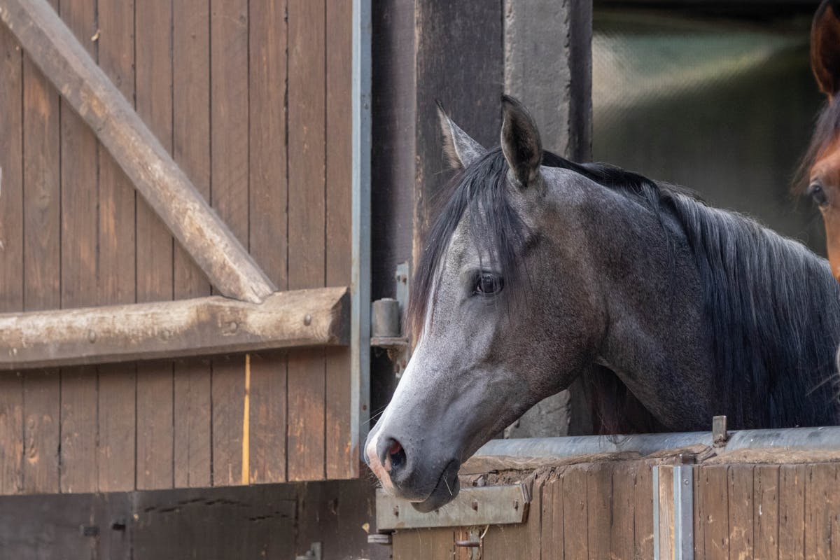Hevonen karsinassa talliympäristössä